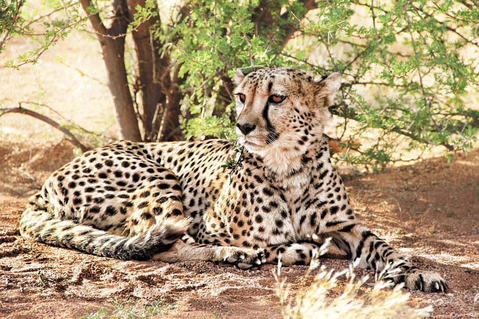 Predator Namibia Africa Cheetah