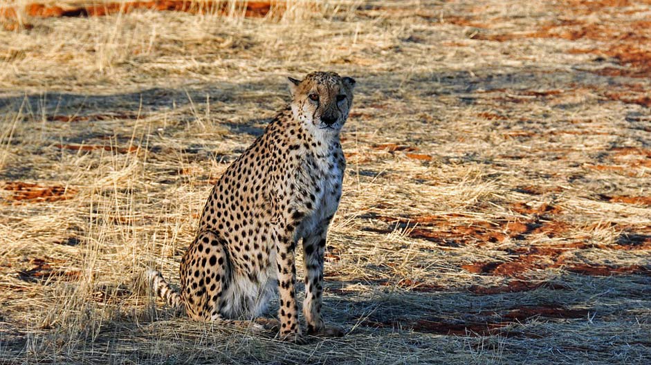 Nature Namibia Africa Cheetah