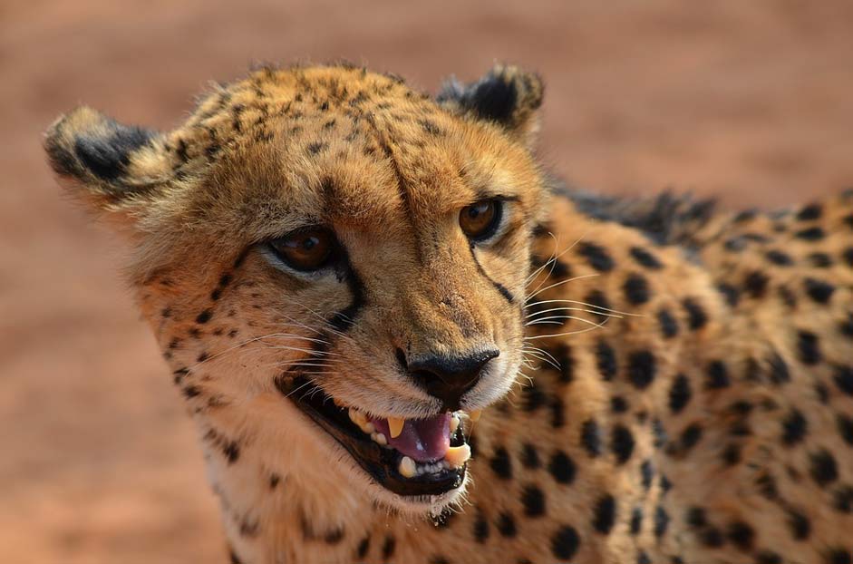 Animal Africa Namibia Cheetah
