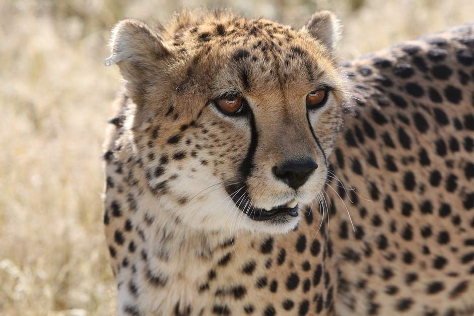 Wild-Life Nature Namibia Cheetah