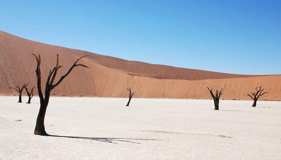 Sand Dead-Tree Desert Dune