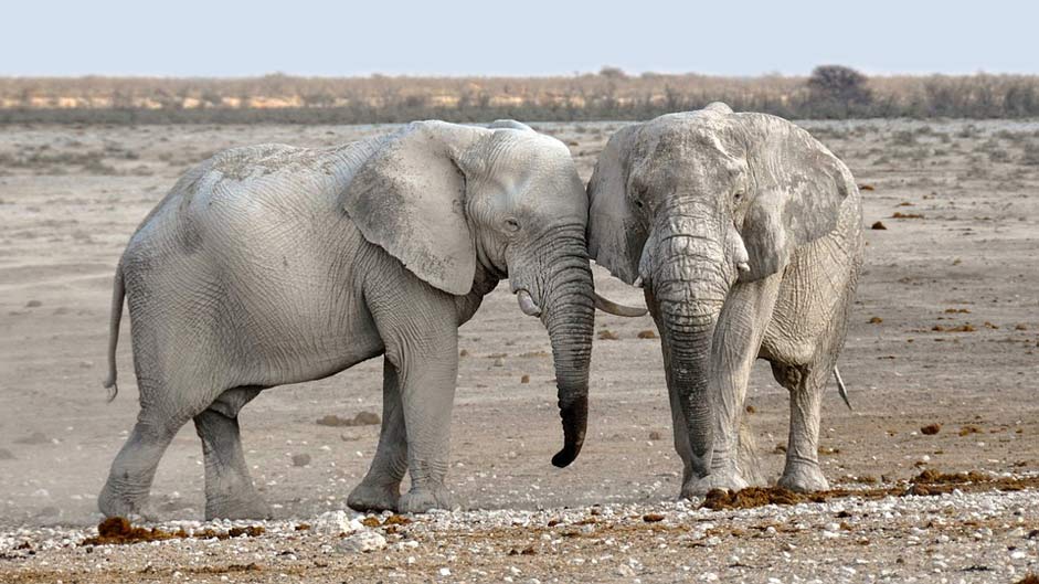 Nature Namibia Africa Elephant