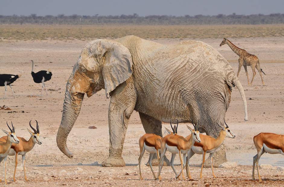 National-Park Etosha Africa Elephant
