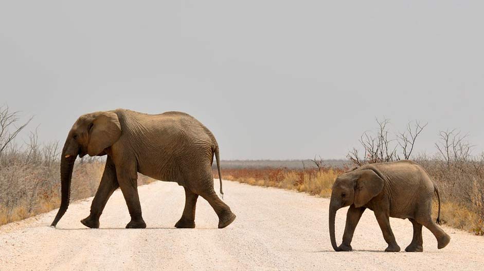  Young-Elephant Baby-Elephant Elephant