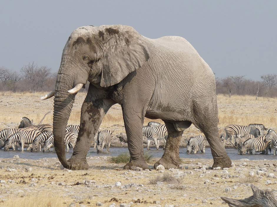  Namibia Etosha Elephant