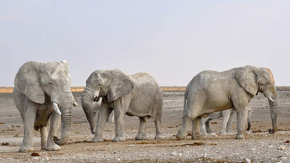 Namibia Africa Herd-Of-Elephants Elephant