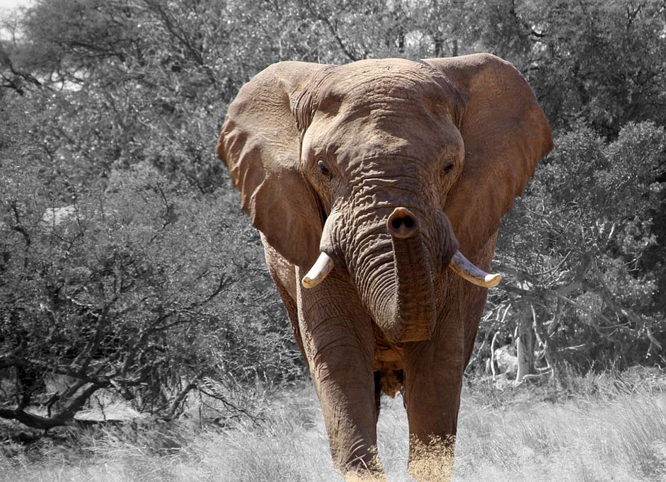 African-Bush-Elephant Africa Namibia Elephant