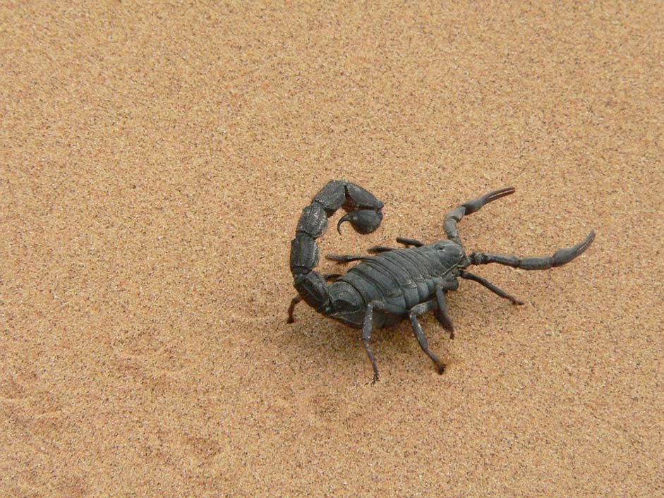 Namibia Sand Black Giant-Scorpion