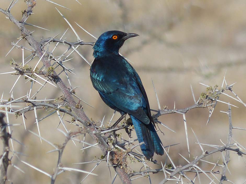 Etoshapfanne Namibia Bird Glossy-Starling
