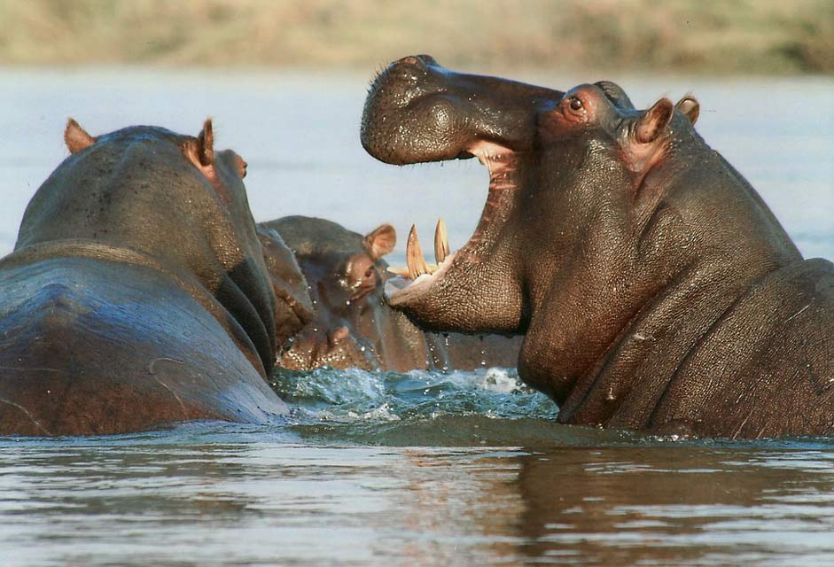 Namibia Animal Hippo Hippopotamus