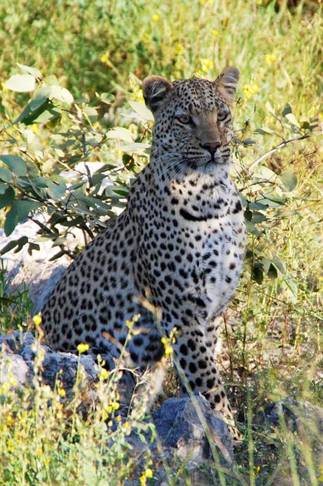 Africa Animal Sit Leopard