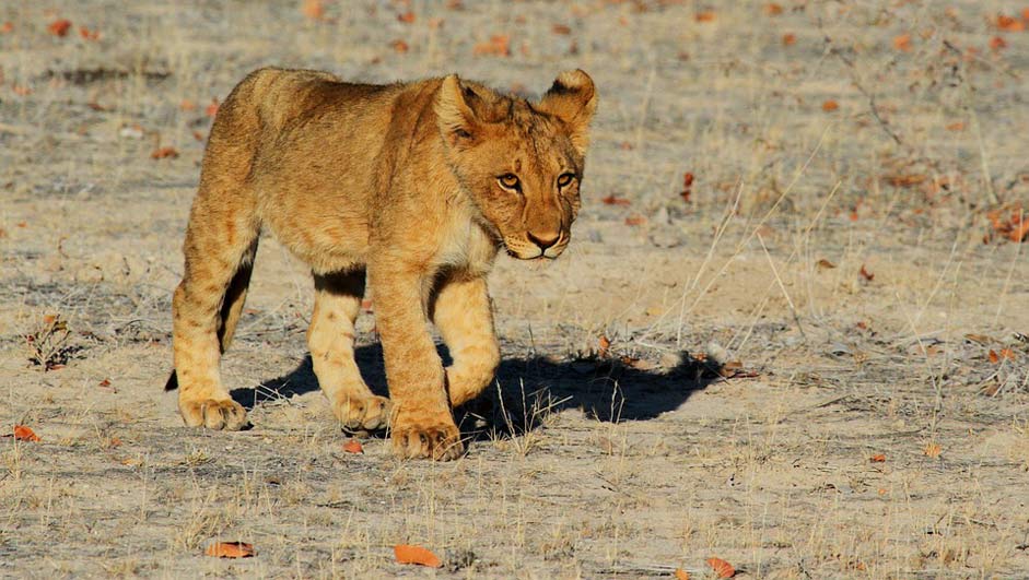 Africa Namibia Etosha Lion