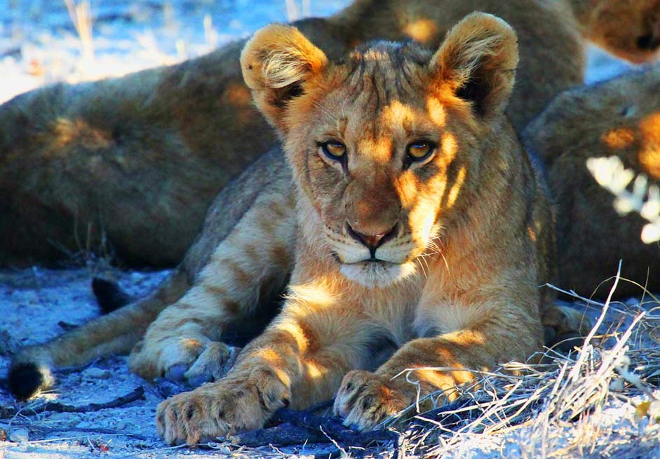 Africa Namibia Etosha Lion