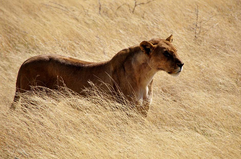 Big-Cat Wild Lioness Lion