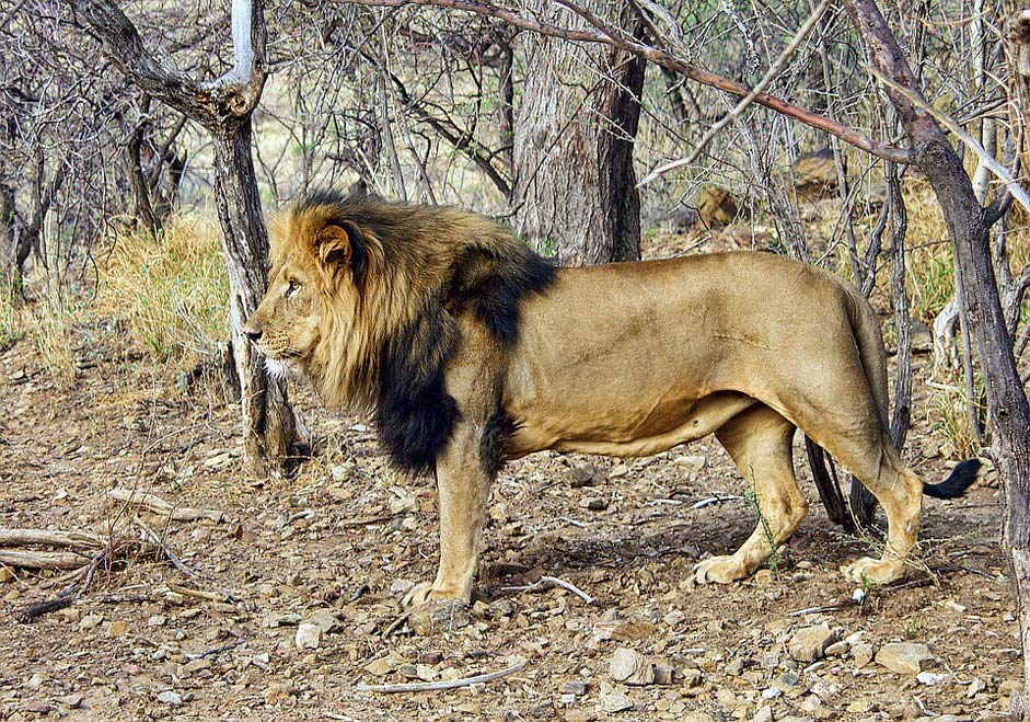 Wildlife Namibia Male Lion