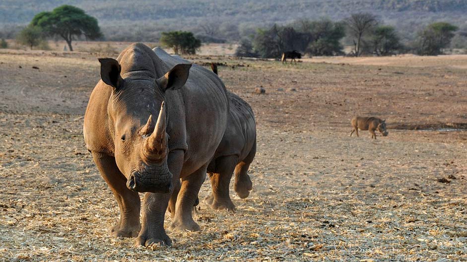 Nature Namibia Africa Rhino