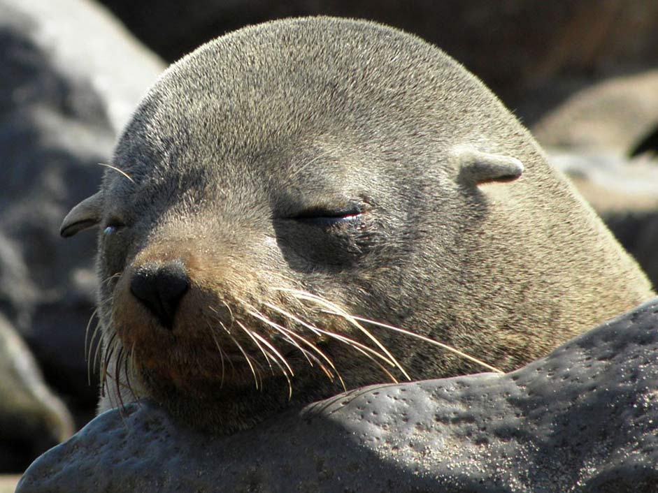 Animal-World Lazy Sleep Seal