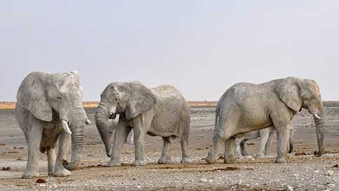 Elephant Namibia Africa Herd-Of-Elephants Picture