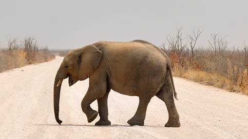 Elephant Namibia Africa Baby-Elephant Picture