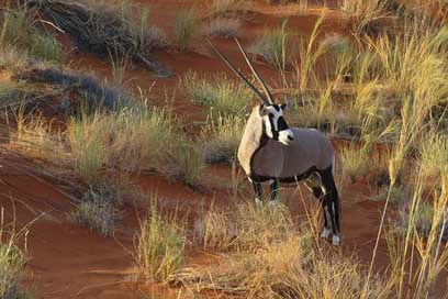 Oryx Namibia Africa Animal Picture
