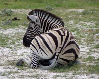 Zebra Namibia Africa Black-And-White-Striped Picture
