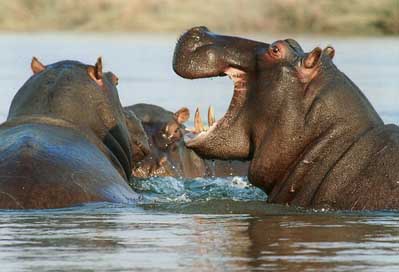 Hippopotamus Namibia Animal Hippo Picture