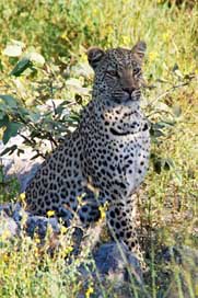 Leopard Africa Animal Sit Picture