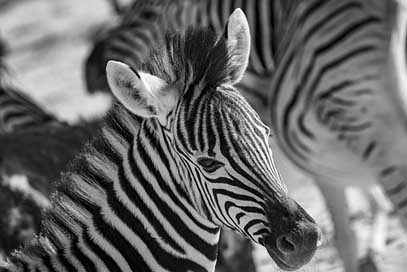 Africa Safari Black-And-White Zebra Picture