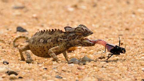 Chameleon Landscape Namibia Africa Picture