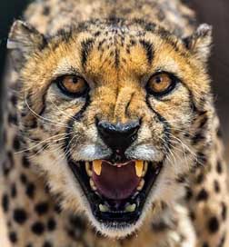 Cheetah Cat Namibia Africa Picture