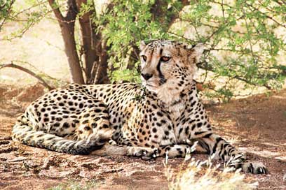 Cheetah Predator Namibia Africa Picture