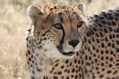 Cheetah Wild-Life Nature Namibia Picture