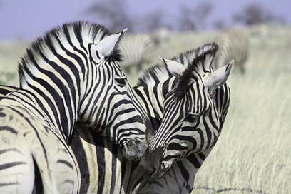 Zebras Stripes Crosswalk Africa Picture