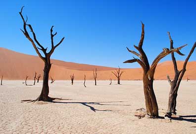 Deadvlei Desert Africa Namibia Picture