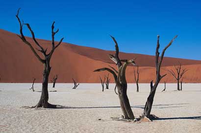 Deadvlei Dry Desert Namibia Picture