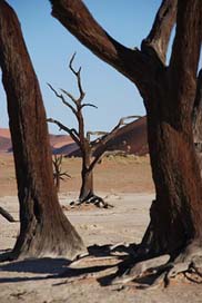 Tree Africa Desert Forest Picture