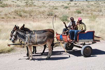 Cart Coach Donkey Donkey-Cart Picture