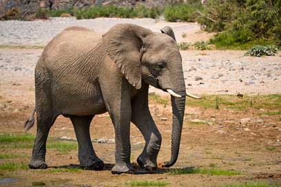 Elephant Water Namibia Africa Picture