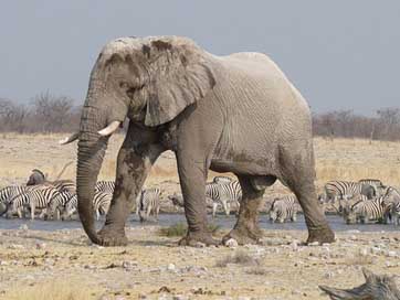 Elephant  Namibia Etosha Picture
