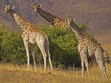 Giraffes Etosha Safari Namibia Picture