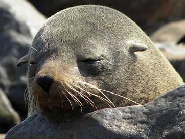 Seal Animal-World Lazy Sleep Picture