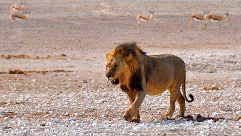 Lion Nature Namibia Africa Picture