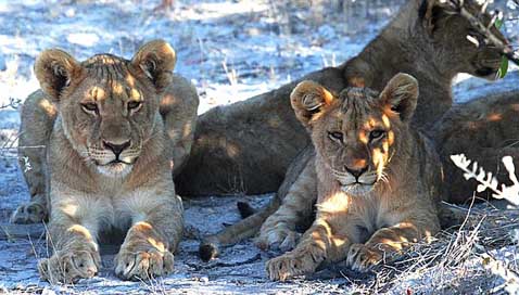 Lion Africa Namibia Etosha Picture