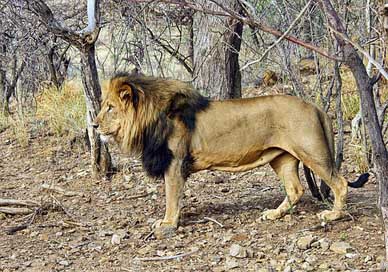 Lion Wildlife Namibia Male Picture
