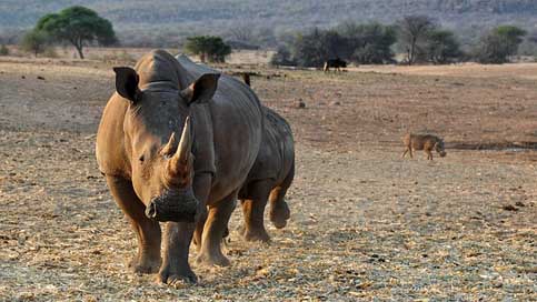 Rhino Nature Namibia Africa Picture
