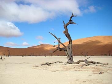 Tree Dune Sand Desert Picture