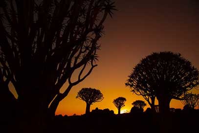 Africa Nature Sunset Quiver-Tree Picture