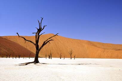 Tree Dead-Vlei Namibia Desert Picture