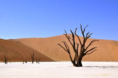 Tree Dead-Vlei Namibia Desert Picture