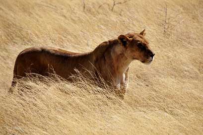 Lion Big-Cat Wild Lioness Picture